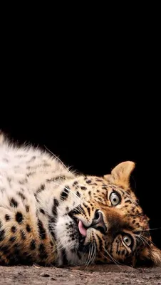 Обои iPhone wallpaper leopard | Доберман щенки, Обои с животными, Милые  собаки