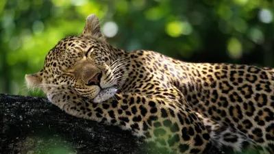 Леопард на охоте» — создано в Шедевруме