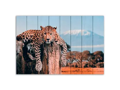 Обои Леопард на дереве Животные Леопарды, обои для рабочего стола,  фотографии Обои для рабочего стола, скачать обои картинки заставки на  рабочий стол.
