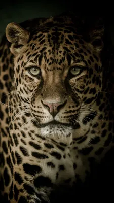 Скачать 800x1420 леопард, хищник, взгляд, большая кошка, темный обои,  картинки iphone se/5s/5c/5 for parallax