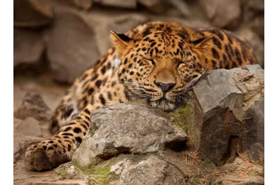 Картина по номерам 40*50 Красивый леопард на картоне Кпн-205 -  Интернет-магазин Глобус