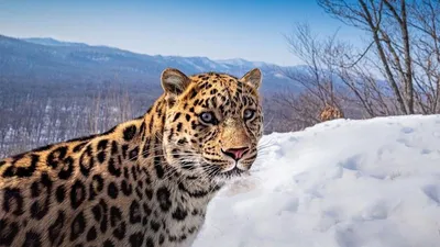 Фотограф из Индии получил первое \"селфи\" леопарда в Приморье - РИА Новости,  18.04.2023