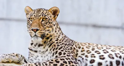 Африканский леопард — Зоопарк Садгород
