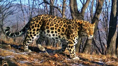 Как зимует амурский леопард: 6 фактов из жизни дикой кошки | Приключения  натуралиста | Дзен