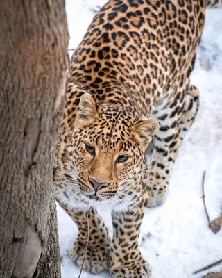 Видно даже шерстинки: следить за леопардом-сиротой в Приморье будет новая  камера - UssurMedia.ru