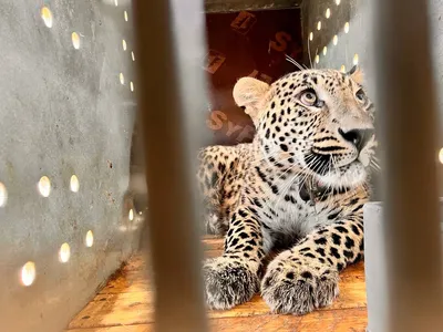 В МВД сообщили детали о ситуации с побегом леопарда в Георгиевском округе |  Своё ТВ