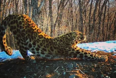 Переднеазиатского леопарда по кличке Чермен выпустили в Северной Осетии -  15-Й РЕГИОН