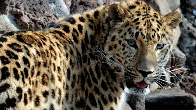 19 сентября – День дальневосточного леопарда ⋆ НИА \"Экология\" ⋆