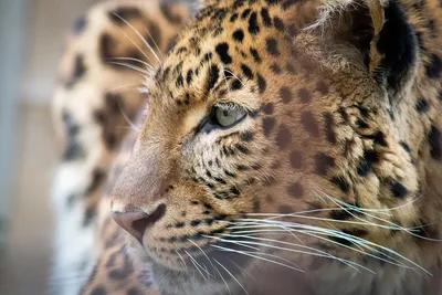 Земля леопарда, достояние России