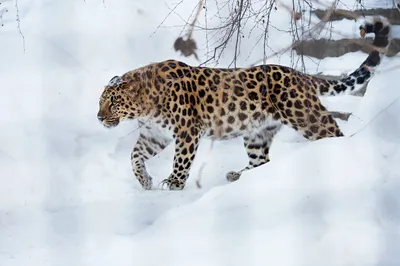 Самку леопарда из Сочинского нацпарка выпустили в горы Адыгеи - 15.07.2023,  Sputnik Абхазия