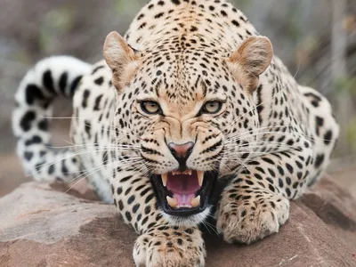 Леопард рисунок - 30 фото