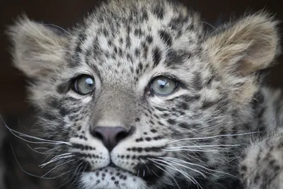Национальный парк «Земля леопарда» — где находится, сайт, фото, экскурсии