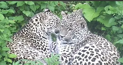 Гусенок попал в пасть леопарда и умудрился выжить: видео