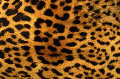 Леопардовая шуба из искусственного меха цвет: коричневый графика крупная,  артикул: 2810011223 – купить в интернет-магазине sela
