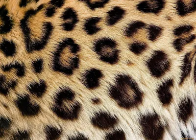 Оптовые модные стекающиеся леопардовые обои с блестками из искусственной  кожи оптом для сумок, обуви, декоративных материалов, поставщиков -Sing-Rui