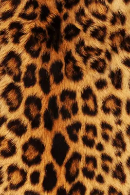 if u ss on town something cheetah print u shoul!!!! cheetah print is comin  back!!!😎😎😎😎😎😎😎😎 | Sfondi per iphone, Sfondi per ipod, Sfondo  leopardato