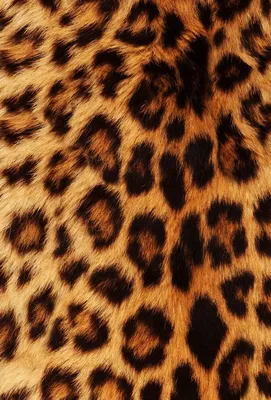 My new wallpaper | Леопардовые обои, Обои с животным принтом, Обои для  iphone