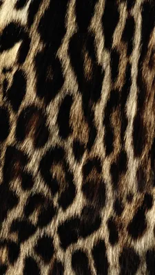 леопардовая печать бесшовный узор. кожа животных экзотическая текстура для  ткани одежда обертывание обои. векторный фон Иллюстрация вектора -  иллюстрации насчитывающей творческо, черный: 224304761
