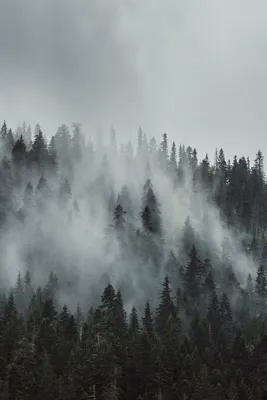 Скачать 800x1200 лес, туман, деревья, горы, кроны, верхушки обои, картинки  iphone 4s/4 for parallax