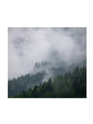 АРТ ФОТООБОИ Фотообои на стену 3d флизелиновые лес туман фото обои  виниловые в спальню кухню гостиную 300х270 см