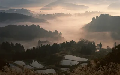 Скачать обои лес, туман, япония, forest, fog разрешение 2560x1600 #15363
