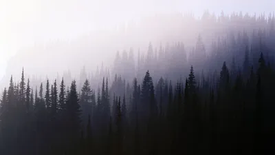Обои на рабочий стол Густой туман над еловым лесом, обои для рабочего  стола, скачать обои, обои бесплатно