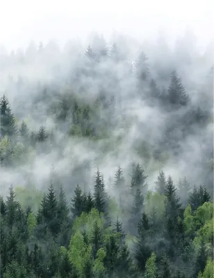 Фотообои Dekor Vinil туманный лес,обои лес,туман,таинственный,фреска  природа,зеленый,дым,горы,обои в спальню,картина,постер | AliExpress