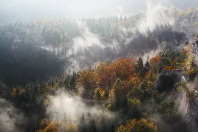 Скачать обои деревья, горы, лес, туман, осень разрешение 1680x1050 #187274