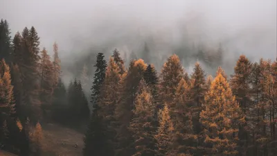 Скачать 1920x1080 лес, туман, деревья, осень, пейзаж обои, картинки full  hd, hdtv, fhd, 1080p
