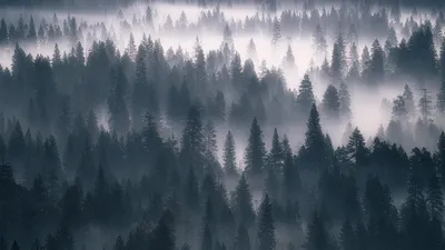 Лес, туман, серый Обои 3840x2160 4K Ultra HD