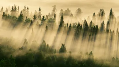 Обои для рабочего стола Лучники тумане Природа лес