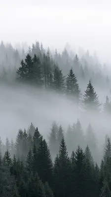 Скачать обои и картинки деревья, лес, туман, дорожка, красные листья для  рабочего стола в разрешении 1280x720