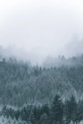 Разноцветный рассвет в лесу с туманом Стоковое Фото - изображение  насчитывающей обои, природа: 163860050