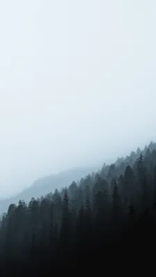 Фото обои лес туман 460 x 300 см Пейзаж в холодных тонах (13757P12)+клей  купить по цене 1800,00 грн