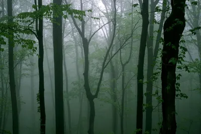 обои : Деревьями, лес, Туман, природа 3000x1496 - Nazasu - 1978511 -  красивые картинки - WallHere