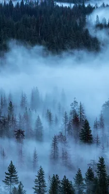 Лес, Природа, Туман: обои для рабочего стола | Бесплатно Скачать заставки