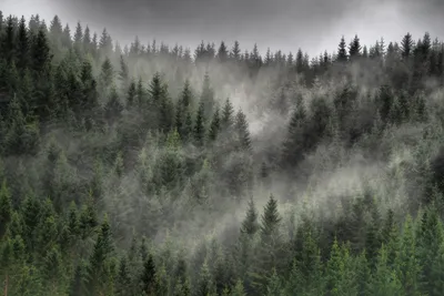 Туман в лесу - обои для рабочего стола, картинки, фото