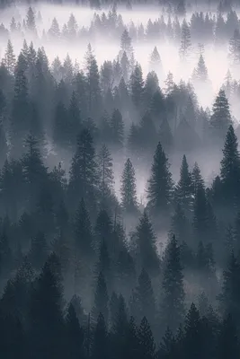 Обои лес, туман, облака, деревья, ель, хвойные HD: широкоформатные: высокое  разрешение: полноэкранный