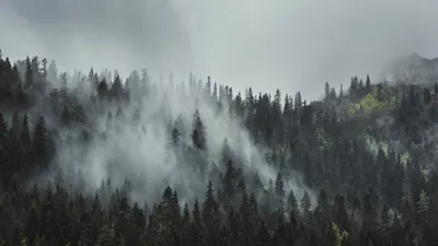 Фотообои Утренний туман в берёзовом лесу Nru58971 купить на заказ в  интернет-магазине
