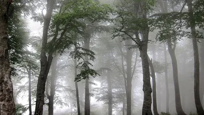 Обои на телефон: лес, осень, туман