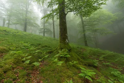 Лес, туман, серый Обои 640x960 iPhone 4, 4s