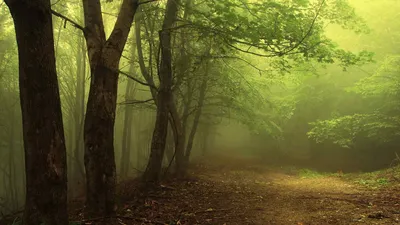 Скачать обои лучи солнца в лесу, туман в лесу на рабочий стол из раздела  картинок Лес