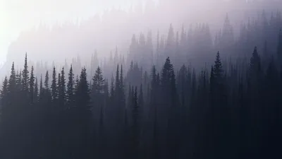 Скачать обои деревья, лес, туман, trees, forest разрешение 1920x1080 #81906