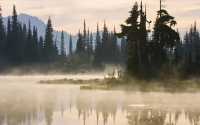 На озере туман и лес вокруг - обои на телефон