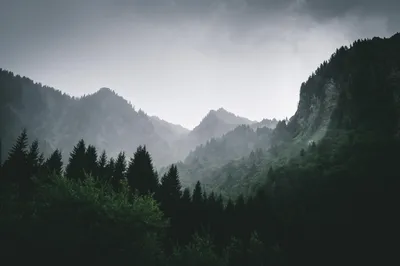 Лес в тумане 4k (3840×2160) – Обои для смартфона Природа
