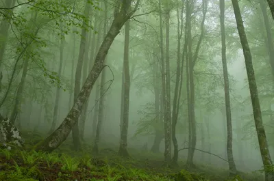 Тайный и тихий день в лесу с туманом Осенняя погода, влажность и низкая  температура Сказочные или страшные обои Стоковое Фото - изображение  насчитывающей фе, природа: 162211402