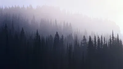Туманный утренний лес на рассвете - обои на телефон