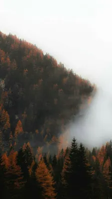 Лес туман