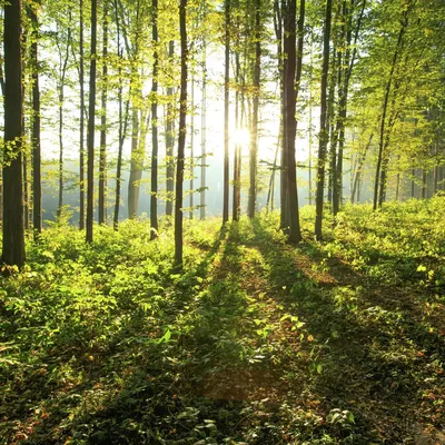 Здоровые леса – залог здоровья человека и устойчивого развития |  Организация Объединенных Наций