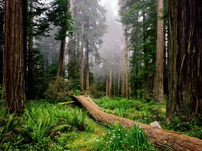 Обои Природа Лес, обои для рабочего стола, фотографии природа, лес, туман,  деревья Обои для рабочего стола, скачать обои картинки заставки на рабочий  стол.